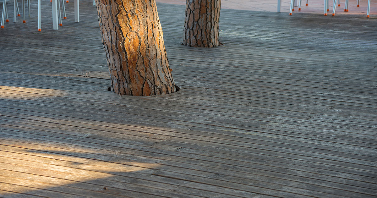decking around trees, wooden floor outdoor around spruce trees
