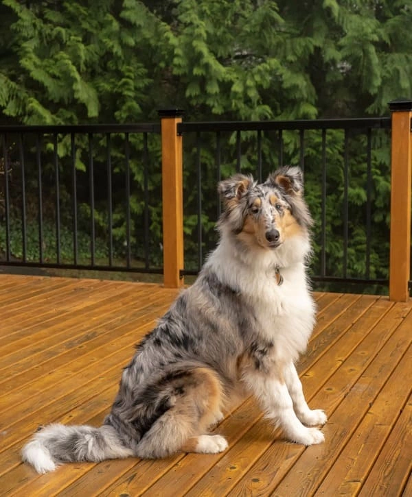 Wide angle view of a luxury pet friendly deck with comfortable outdoor furniture and a durable surface.